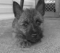 cairnterrier mallory3