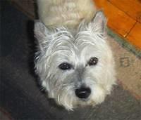 cairnterrier oneill2
