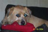 cairnterrier romine