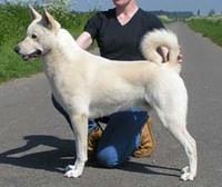 canaandogs