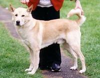 canaandog minto