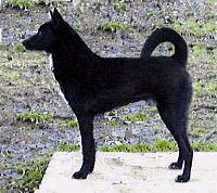 canaandog oloughlin