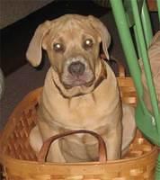 canecorsos