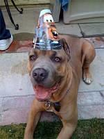 canecorso bickett