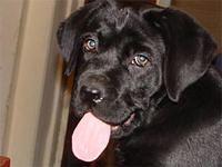 canecorso loan