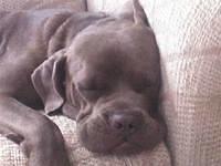 canecorso williams