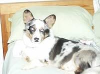 cardiganwelshcorgi