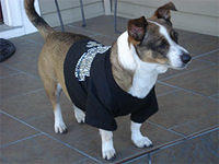 cardiganwelshcorgi orgeron