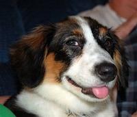 cardiganwelshcorgi pazolt