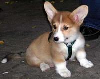 cardiganwelshcorgi q