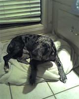 catahoulaleoparddogs