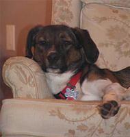 catahoulaleoparddog court