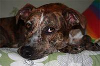 catahoulaleoparddog crites