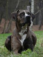 catahoulaleoparddog esslovi