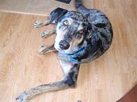 catahoulaleoparddog forbes