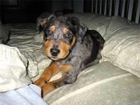 catahoulaleoparddog googins