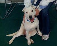catahoulaleoparddog murphy2