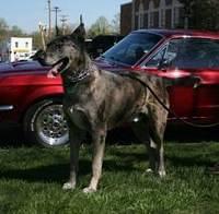 catahoulaleoparddog valdez