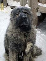 caucasianmountaindogs
