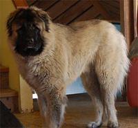 caucasianmountaindog marougas