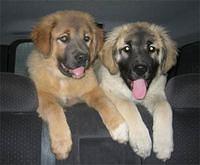 caucasianmountaindog vangel