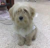 cavachons