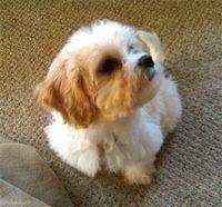 cavachon codori