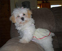 cavachon ketcher2
