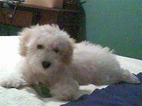 cavachon palacios