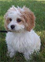 cavachon valter
