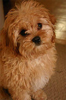 cavapoos