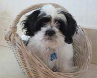 cavapoo cherylt