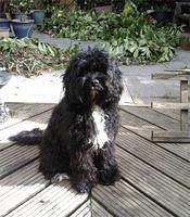 cavapoo clarke2