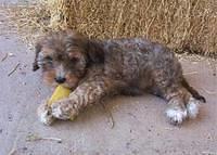 cavapoo kristy2