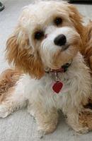 cavapoo lashlee2