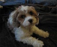 cavapoo paniagua