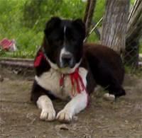 centralasianshepherddog misailidis