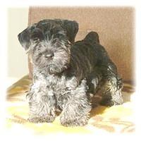 ceskyterrier machanova