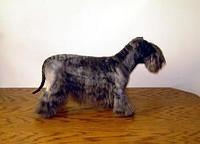 ceskyterrier szaplicka