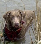 chesapeakebayretrievers