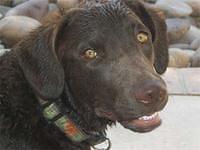 chesapeakebayretriever cotten