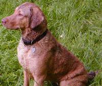 chesapeakebayretriever evans