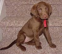 chesapeakebayretriever heiser