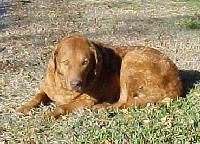 chesapeakebayretriever masters