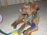 chesapeakebayretriever morrow
