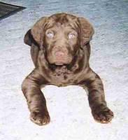 chesapeakebayretriever randell