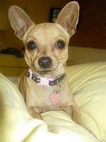 chihuahuas