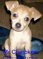 chihuahua brannan