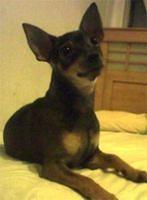 chihuahua caba
