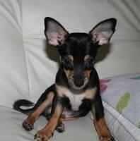 chihuahua goh